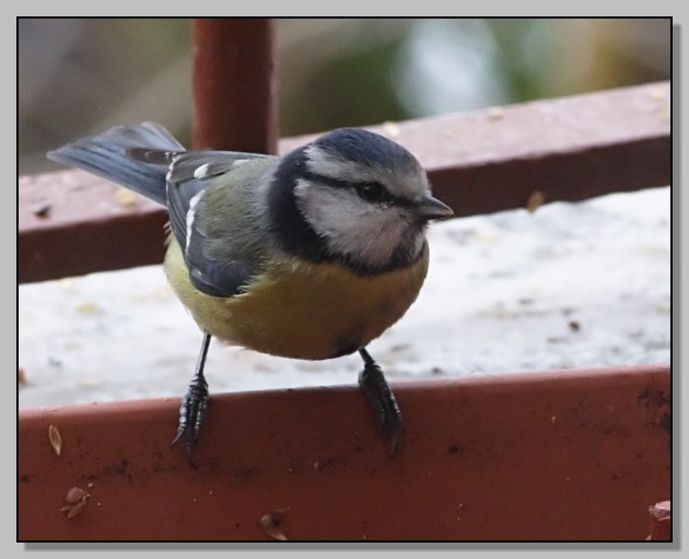 Cinciarella -  Cyanistes caeruleus