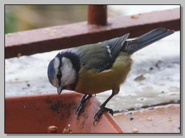 Cinciarella -  Cyanistes caeruleus