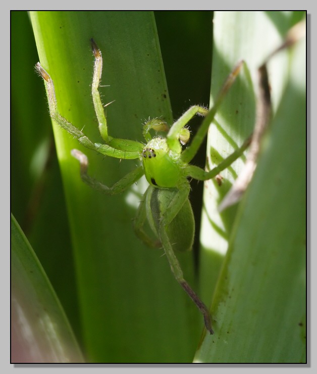 Due ragni (Micrommata sp.)  nella Sicilia meridionale