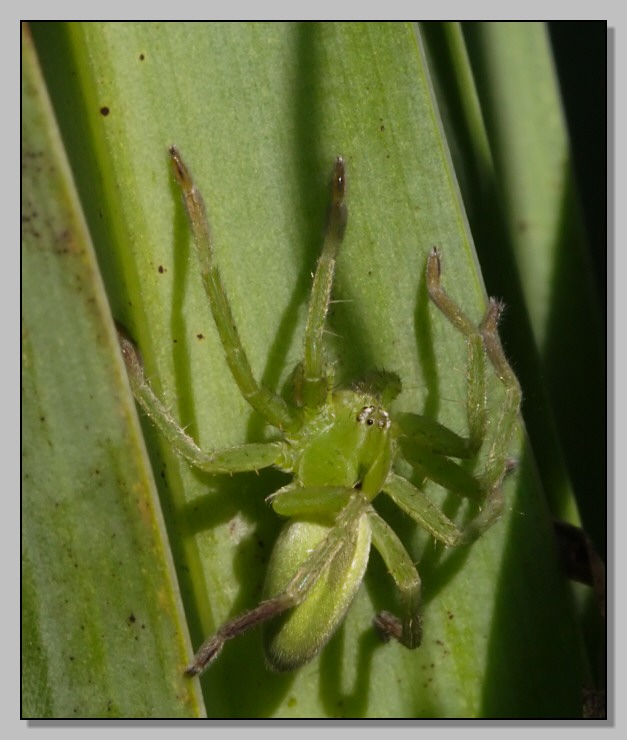 Due ragni (Micrommata sp.)  nella Sicilia meridionale
