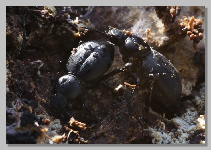 Sotto la corteccia - Tentyria grossa?