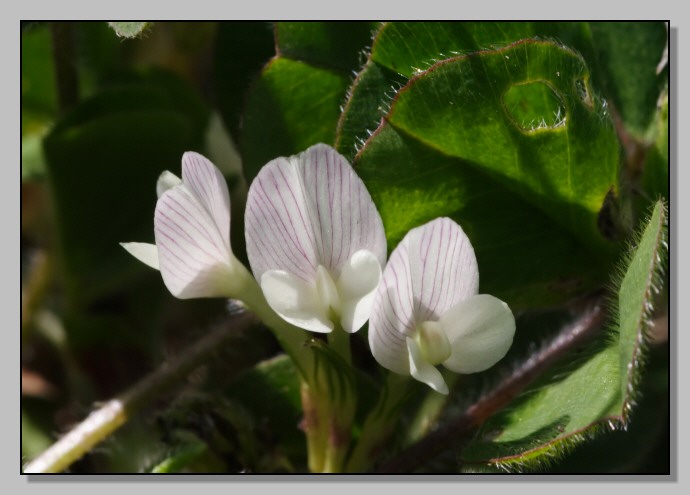 Trifolium subterraneum / Trifoglio sotterraneo
