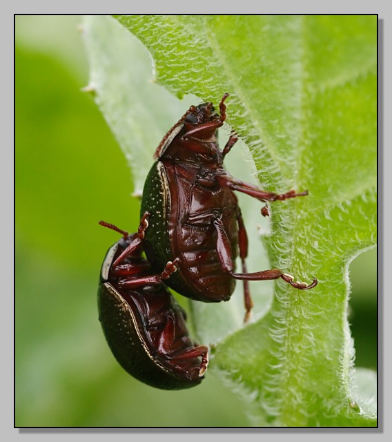 Chrysolina bankii