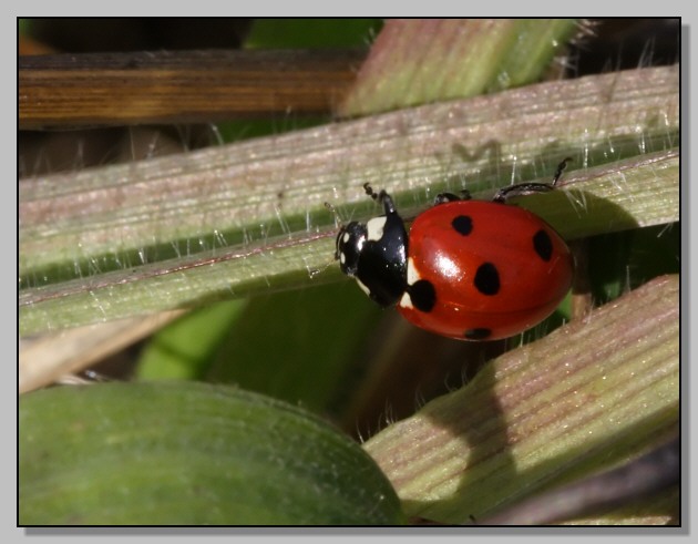 Racconto di una fotografa naturalistica in citt