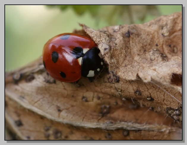 Racconto di una fotografa naturalistica in citt