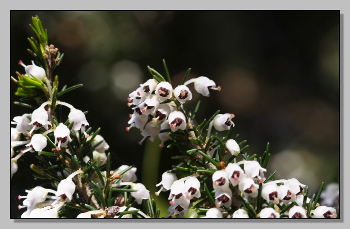 Gariga di Erica multiflora sui monti di Palermo