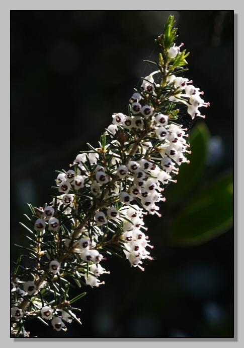 Gariga di Erica multiflora sui monti di Palermo