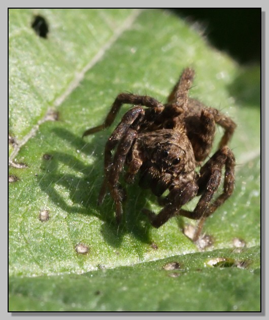 Lycosidae congelato
