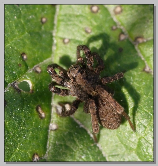 Lycosidae congelato