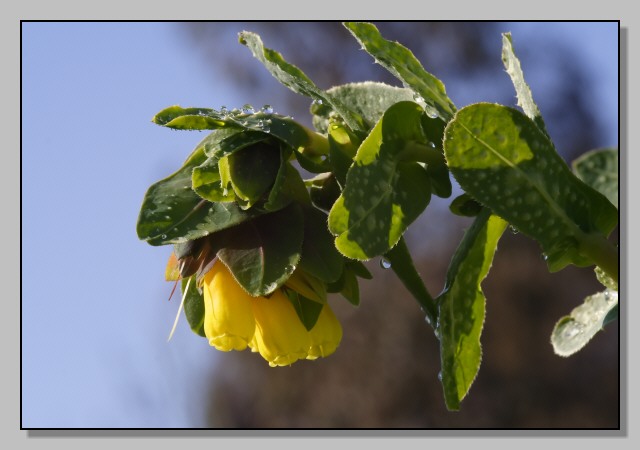 Cerinthe major  / Erba vajola maggiore