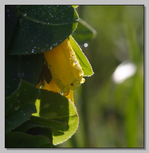 Cerinthe major  / Erba vajola maggiore