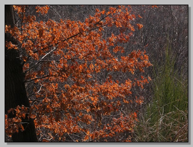Scorci d''autunno