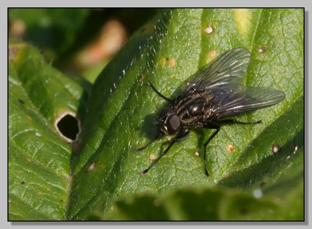 Pherbellia cinerella