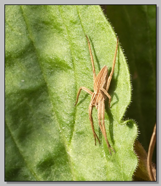 Pisaura mirabilis