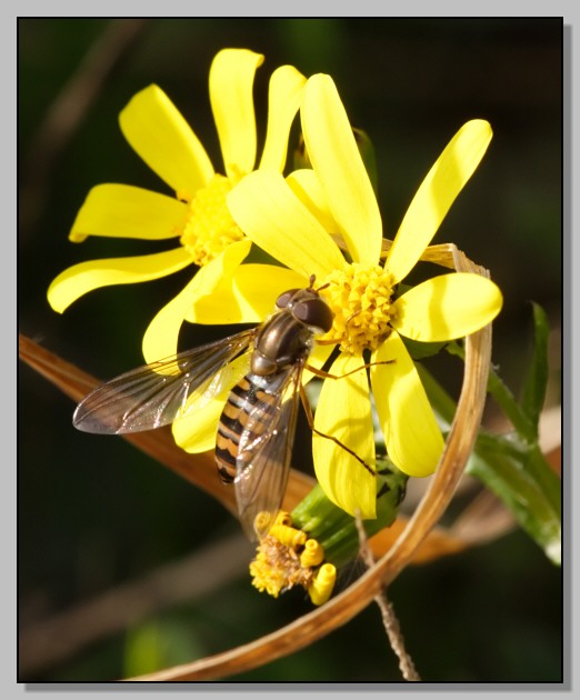 L''irriducibile - Episyrphus balteatus