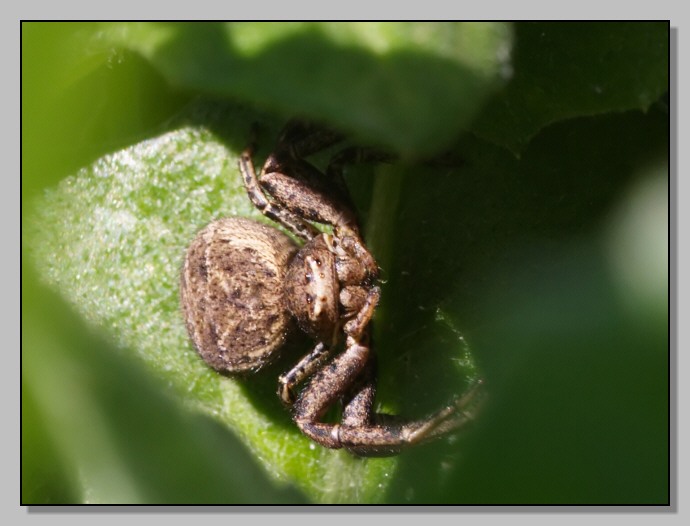 Xysticus