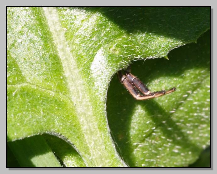 Xysticus