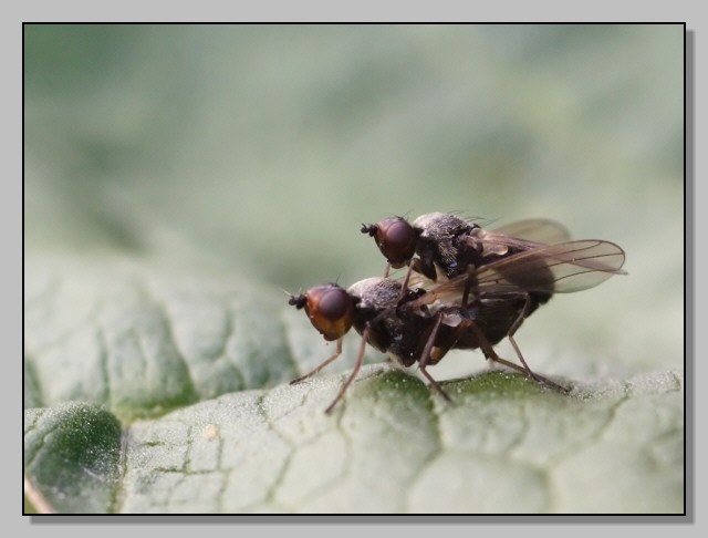 Chamaepsila sp.