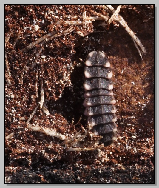 Larva di Lampyris noctiluca