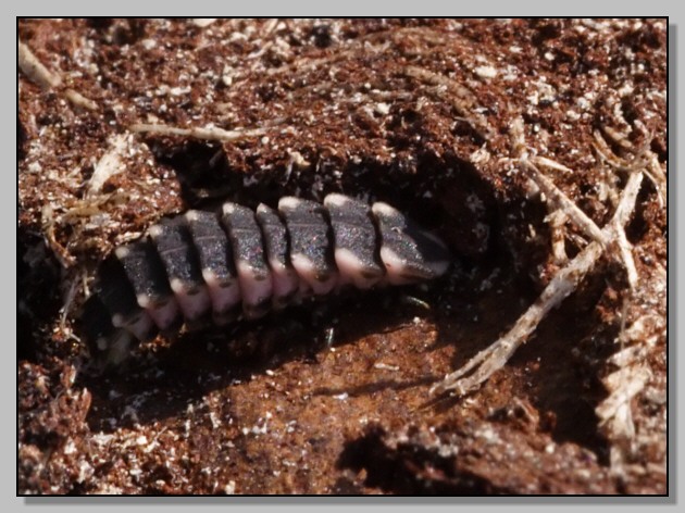 Larva di Lampyris noctiluca