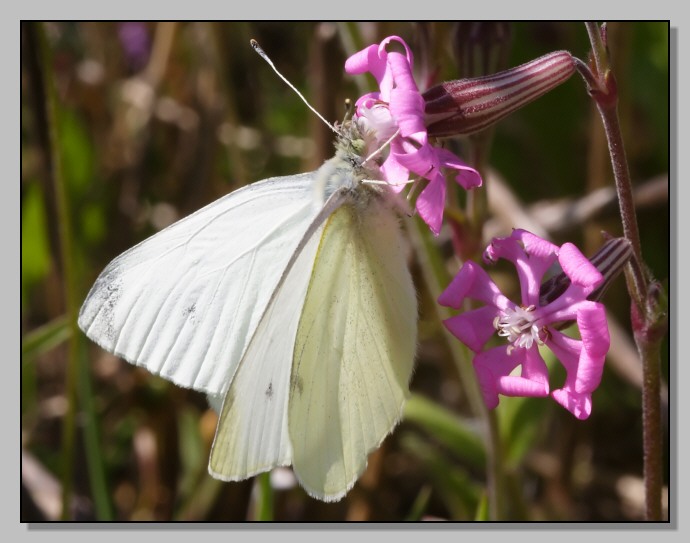 Farfalle diurne di primavera