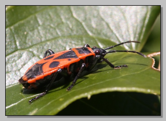 Pyrrhocoris apterus e Orthetrum coerulescens