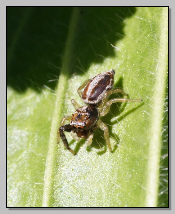Salticidae per Diego - Icius sp.