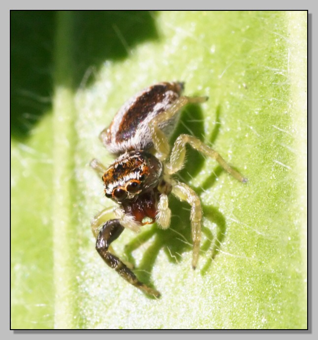 Salticidae per Diego - Icius sp.