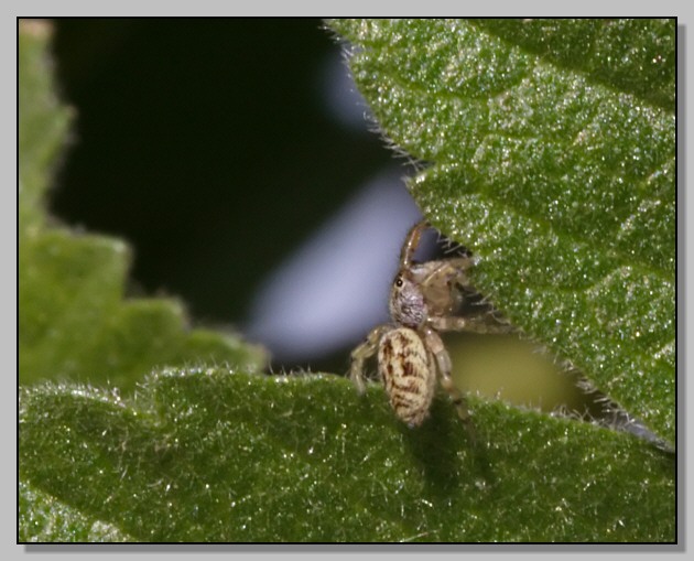 Piccolissimo Salticidae