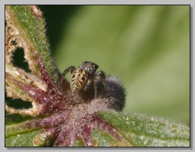 Piccolissimo Salticidae