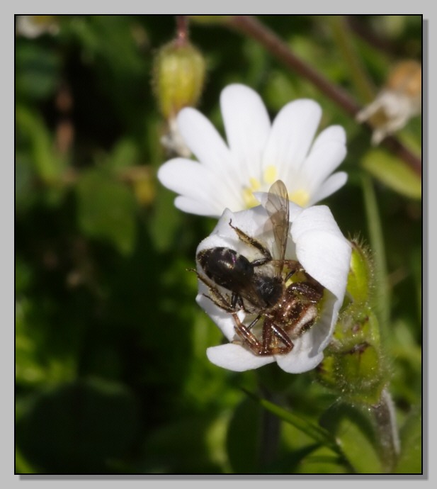 Pericolo in agguato (Thomisidae vari)
