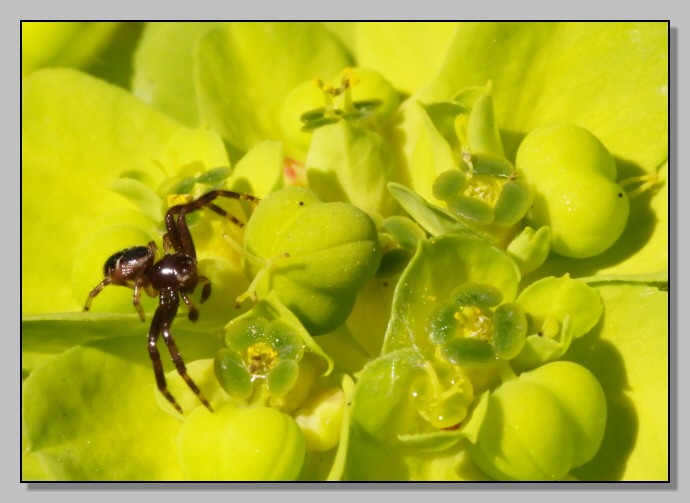 Pericolo in agguato (Thomisidae vari)