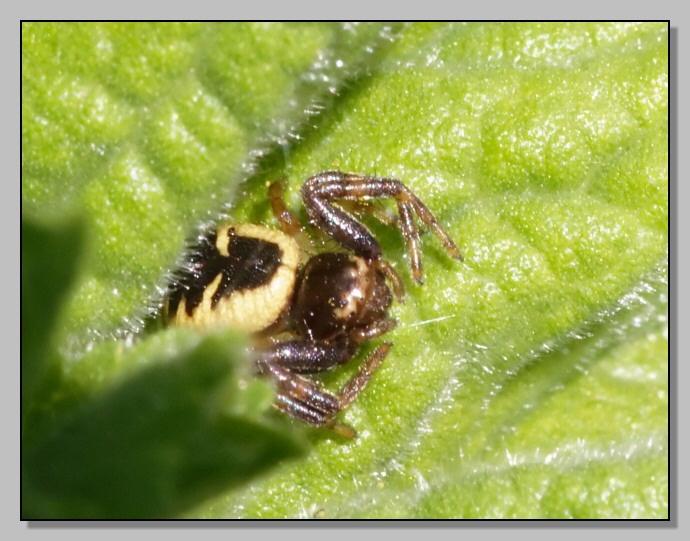 Pericolo in agguato (Thomisidae vari)