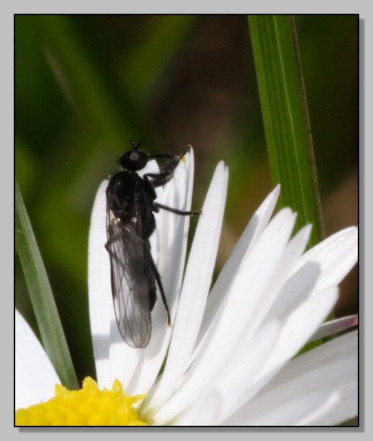 Empididae, Hilara sp. - la mosca ballerina