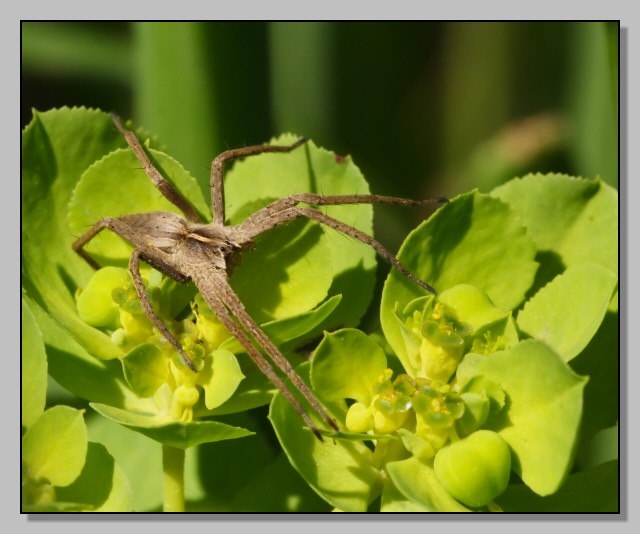 Pisaura mirabilis