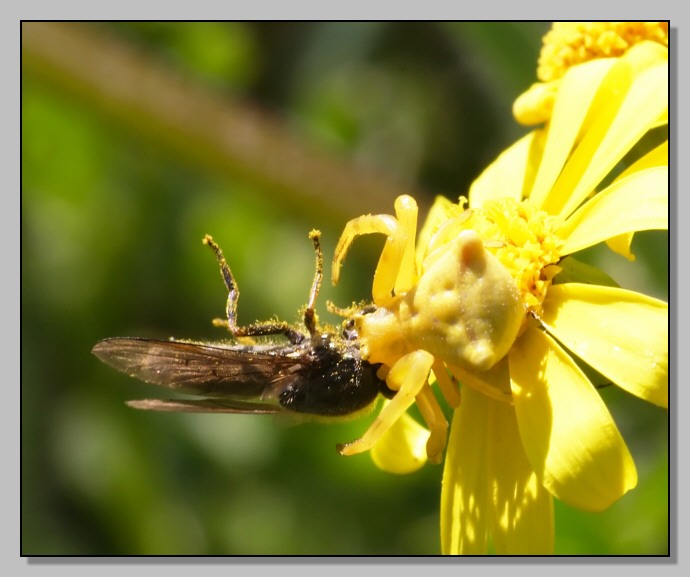 Pericolo in agguato (Thomisidae vari)