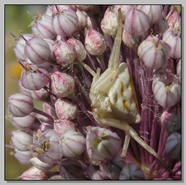 Allium e .....poi ? (Tetragnatha e Thomisus)