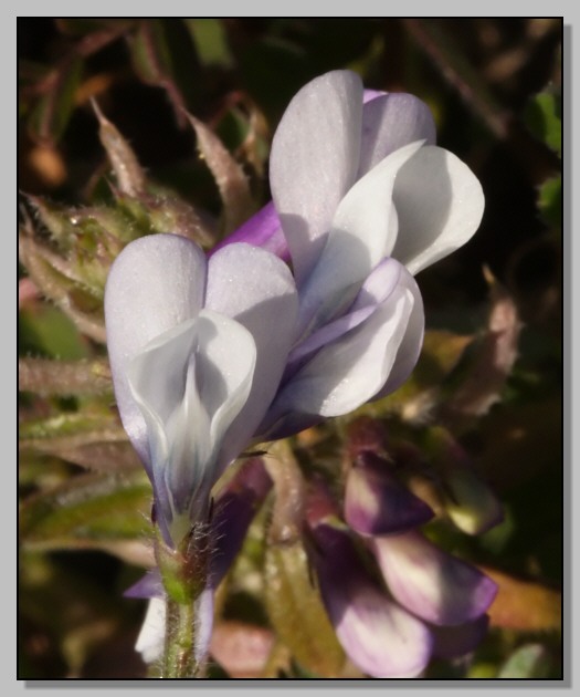 Comune  bello - Vicia sylvatica?
