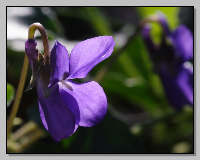 Fiori di primavera