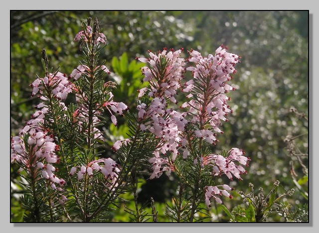 Gariga di Erica multiflora sui monti di Palermo