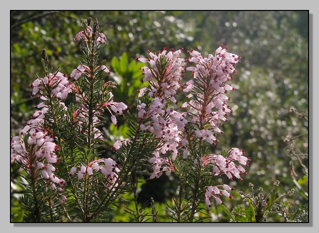 Gariga di Erica multiflora sui monti di Palermo