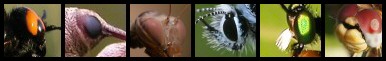 Ascalaphidae nel Forum: indice delle immagini e nuove foto