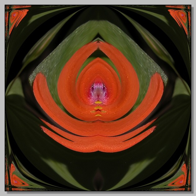 Un fiore comune (quiz)