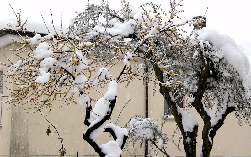 Bianco d''inverno