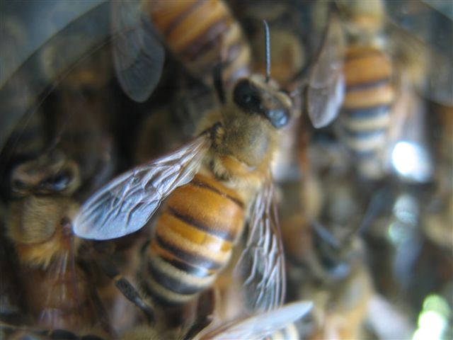 Apis mellifera