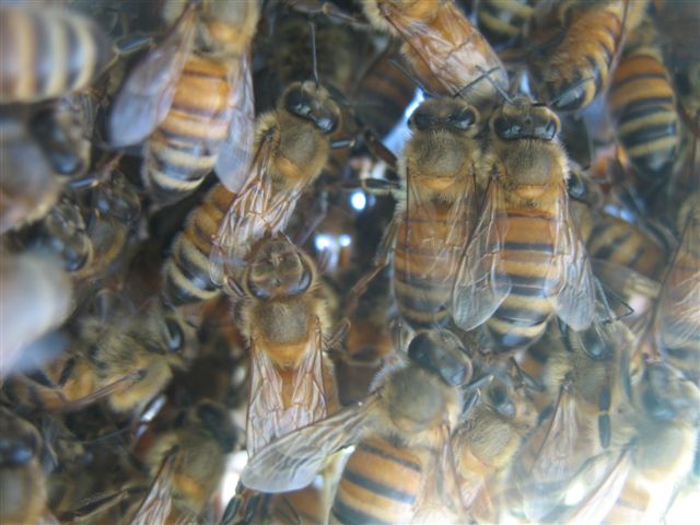 Apis mellifera