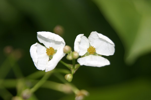 Sagittaria latifolia / Sagittaria americana (quiz)