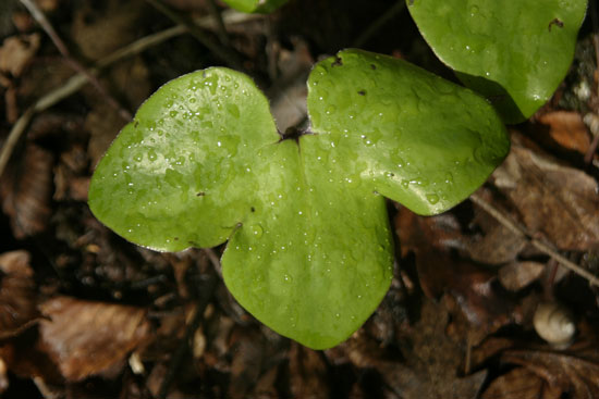 Hepatica nobilis / Erba trinit