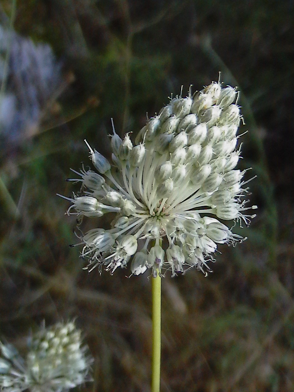Allium...e poi?