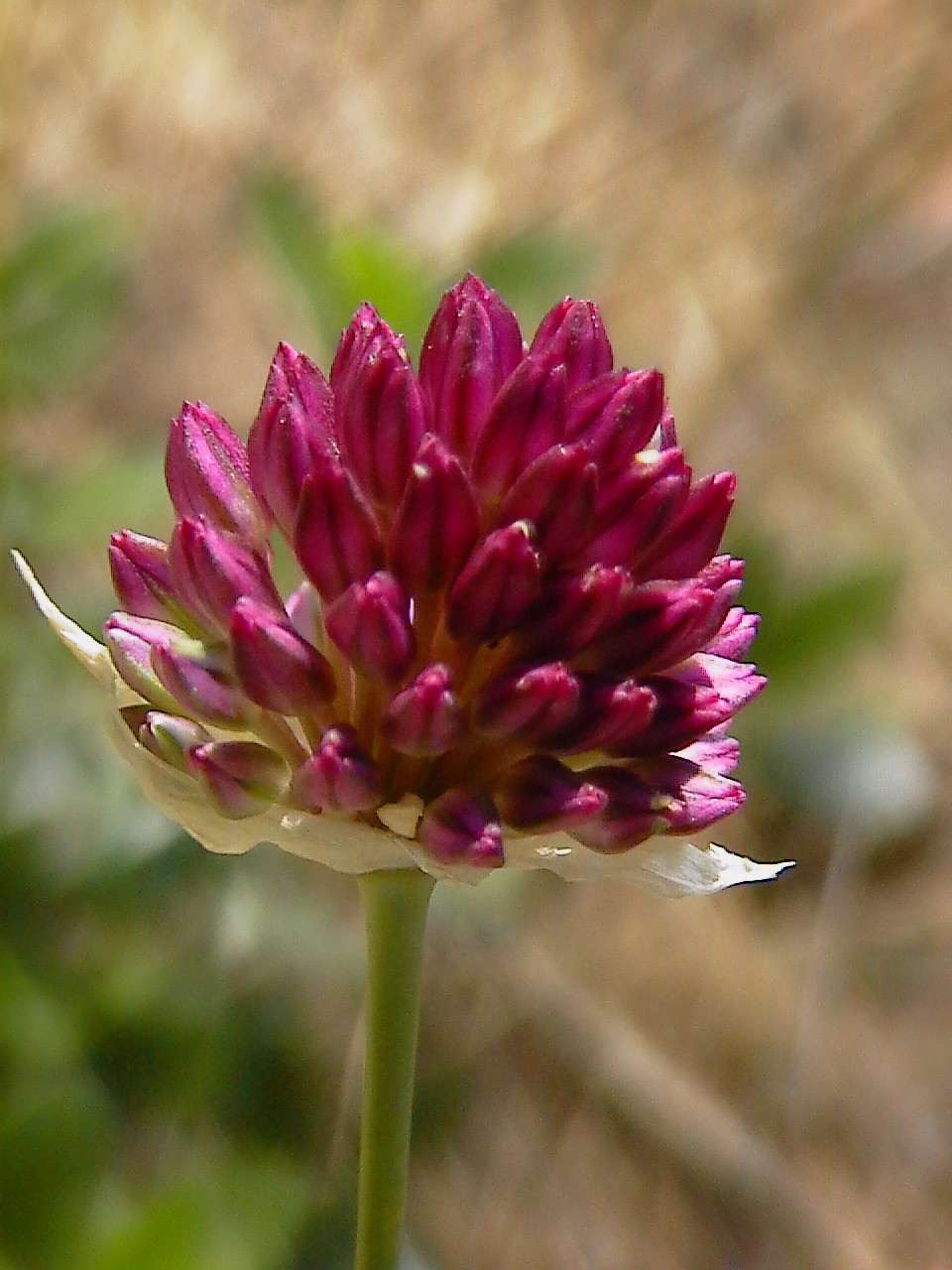 Allium...e poi?